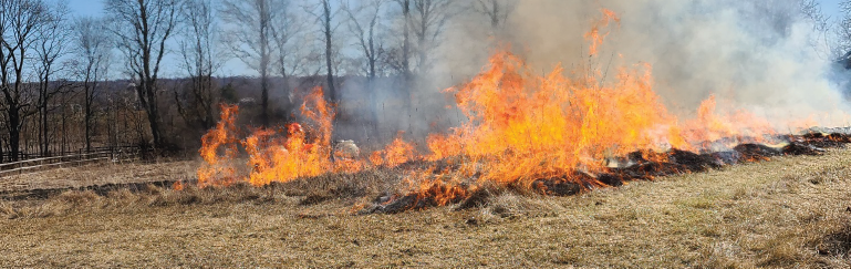 a presribed burn in a forest