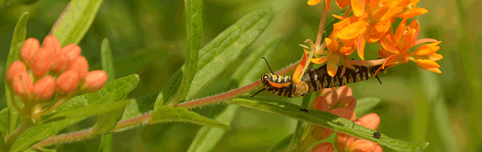 A Monarch caterpillar on an orange, milkweed flower stem.
